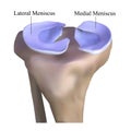 Anatomy of the knee bone