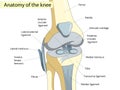 Anatomy. Knee Joint Cross Section Showing the major parts which made the knee joint For Basic Medical Education