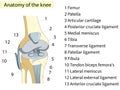 Anatomy. Knee Joint Cross Section Showing the major parts which made the knee joint For Basic Medical Education