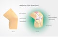 Anatomy of the Knee Joint. Eeducation infographic. Vector design. Royalty Free Stock Photo