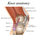 Anatomy of the knee joint side view, template for training a medical surgical poster, traumatology page. Vector illustration. Royalty Free Stock Photo