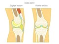 Anatomy of the knee_Sagital and Frontal Section