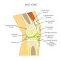 Anatomy of the knee Royalty Free Stock Photo