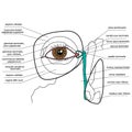 Anatomy of the lacrimal apparatus Royalty Free Stock Photo