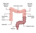 Anatomy of the Large Intestine colon. Medical diagram with term