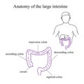 Anatomy of the Large Intestine. Medical Illustration