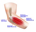 Anatomy of the Lateral Elbow