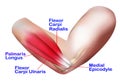 Anatomy of the Lateral Elbow Royalty Free Stock Photo