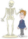 Anatomy lesson with a skeleton at school