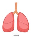 Lungs organ of human body, medicine and anatomy