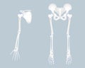 Anatomy of limb bone, finger, hand, arm, scapula, hip, pelvic bone, long bone marrow basics, leg and foot, internal organs