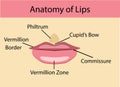 Anatomy of lips, vector illustration