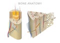 Anatomy of a Long Bone Royalty Free Stock Photo