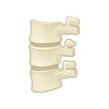 Anatomy of lumbar spine. Part of human backbone. Vertebral bones and intervertebral disks. Design for educational
