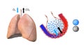 Anatomy of the lungs, alveoli, gas transfer in the lungs, oxygenation of the blood, respiratory system, pneumonia