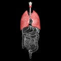 Anatomy of lungs human respiratory system