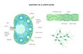 Lymph node anatomy