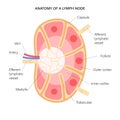 Lymph node anatomy