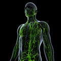 Anatomy of lymphatic system Royalty Free Stock Photo