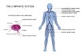 Anatomy of the lymphatic system