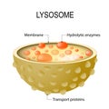 Anatomy of the Lysosome. Vector diagram for medical use Royalty Free Stock Photo