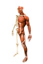 Anatomy male model