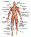 Anatomy of male muscular system