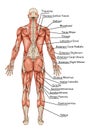 Anatomy of male muscular system Royalty Free Stock Photo