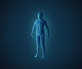 Anatomy of male muscular system. Blue human wireframe hologram. Royalty Free Stock Photo