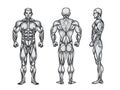 Anatomy of male muscular system, exercise and muscle guide.