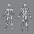 Anatomy of male muscular system, exercise and