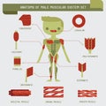 Anatomy of male muscular system