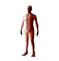 Anatomy of male muscular system. Red human wireframe hologram. Royalty Free Stock Photo