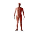 Anatomy of male muscular system. Red human wireframe hologram. Royalty Free Stock Photo