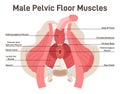 Anatomy of male pelvic floor muscles. Crotch anatomy, pelvic floor muscles span