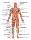 Anatomy of man muscular system Royalty Free Stock Photo