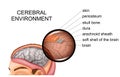 The anatomy of the meninges Royalty Free Stock Photo