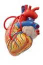 Anatomy model of the cardiovascular system