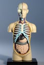 Anatomy model torso