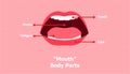 Anatomy of mouth. beautiful color background. vector illustration eps10