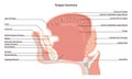 Anatomy of the mouth and tongue side view. Muscular organ with papillae