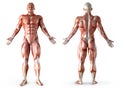Anatomy, muscles Royalty Free Stock Photo