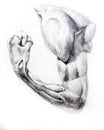 Anatomy Muscles.Drawing studio works