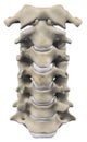 Anatomy of neck bone