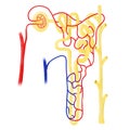 Anatomy of nephron in a body.