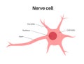 Neuron anatomy poster Royalty Free Stock Photo