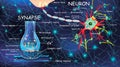 Anatomy neuron and synapse. Signaling in the brain. Cells neuron and synapse with descriptions. Structure neuron for