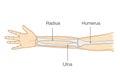 Anatomy of normal human arm bone.