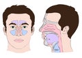 Anatomy of the nose