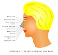 Anatomy of the Nose